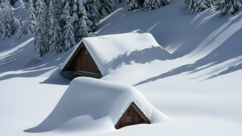 Houses and Forest Covered with Snow