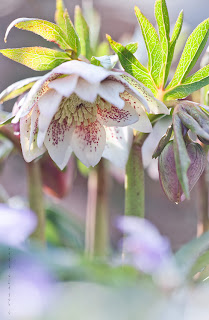 Christrosen im Garten -  pflanzen, pflegen, vermehren