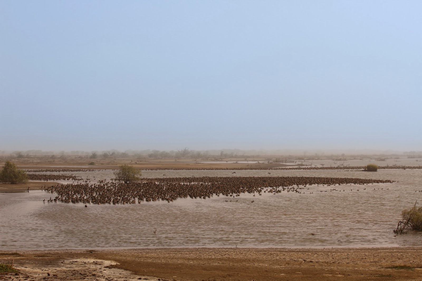 Visitar o PARQUE NACIONAL DE DJOUDJ e ver o maior santuário de avifauna de África Ocidental | Senegal