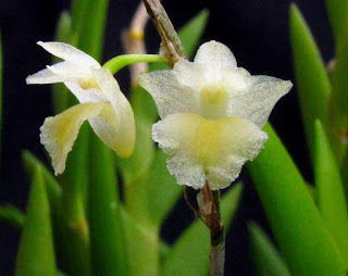 DendrobiumAcinaciforme