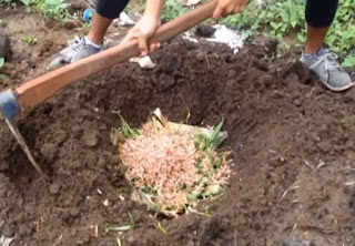 cara membuat pupuk kompos dengan mudah