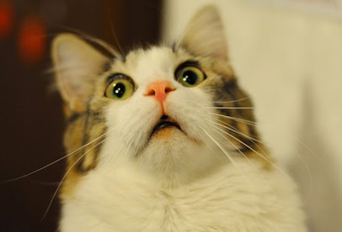 Be Cautious! These 5 Things Can Kill Your Cat Be Cautious! These 5 Things Can Kill Your Cat