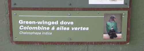 Green Winged Dove (Sign)