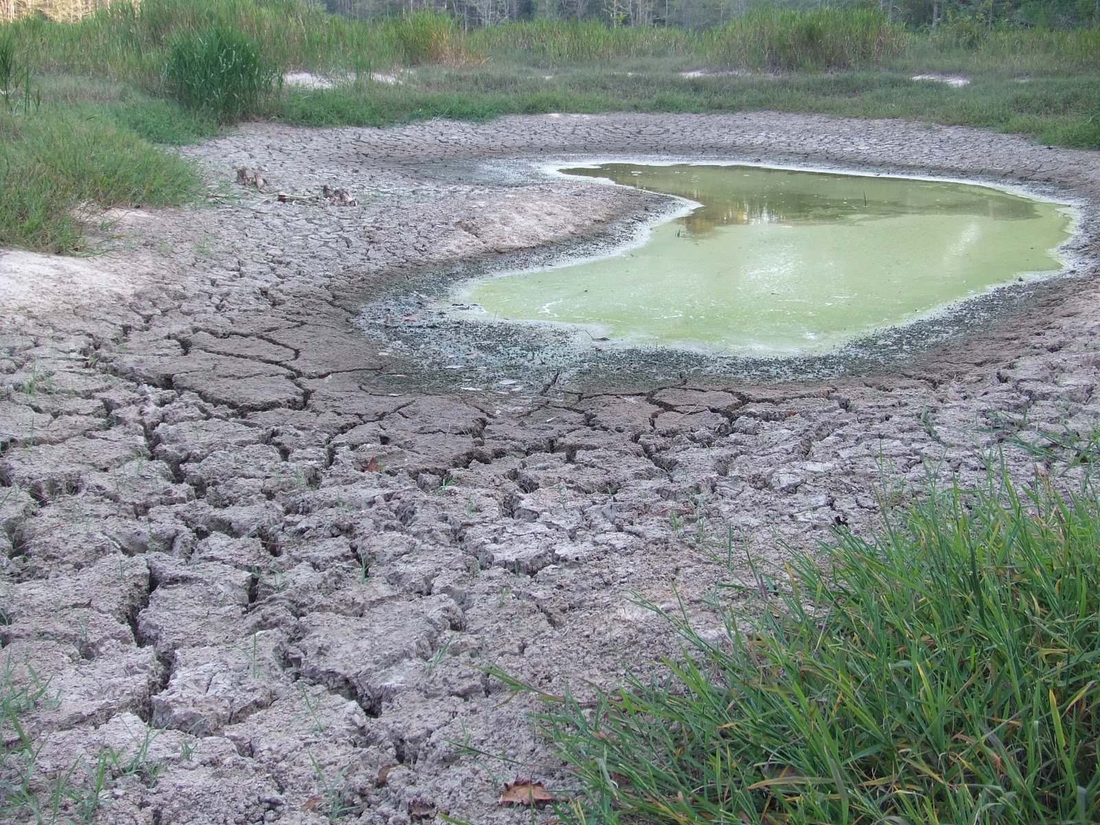 Dizzy's Wanderings & Wonderings: Swamp Update- before and after