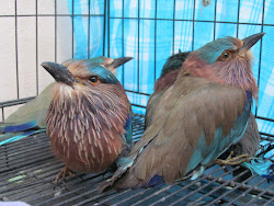 bird indian roller birds many dussehra india kalli shreya why valli considered superstition neelkanth sighting charmers auspicious capture money during