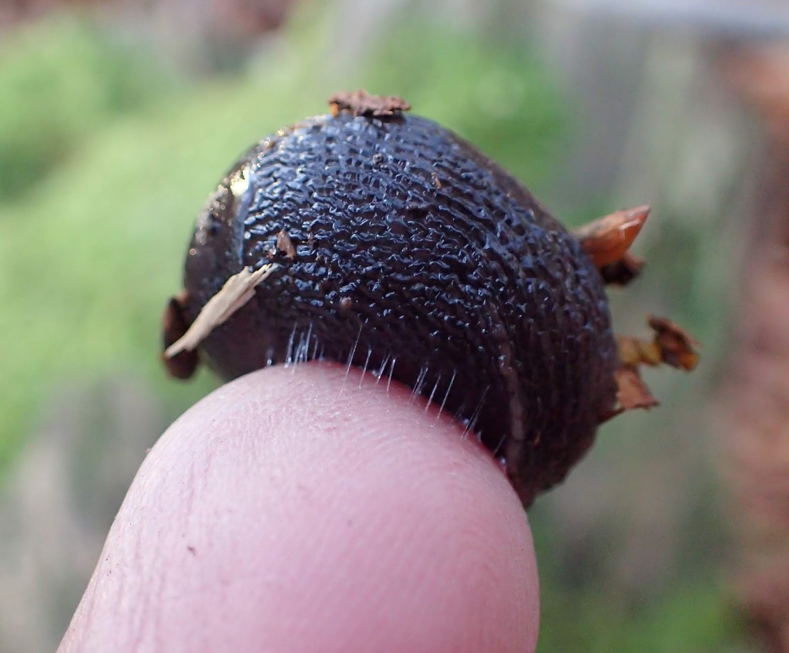 Cataloguing Cullaloe Ashblack Slug, Limax cinereoniger new to Cullaloe