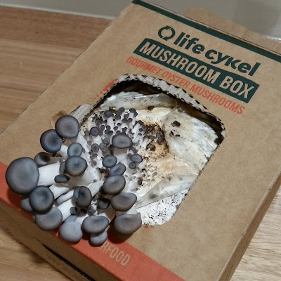 eight acres - how to use a mushroom kit to grow your own oyster mushrooms