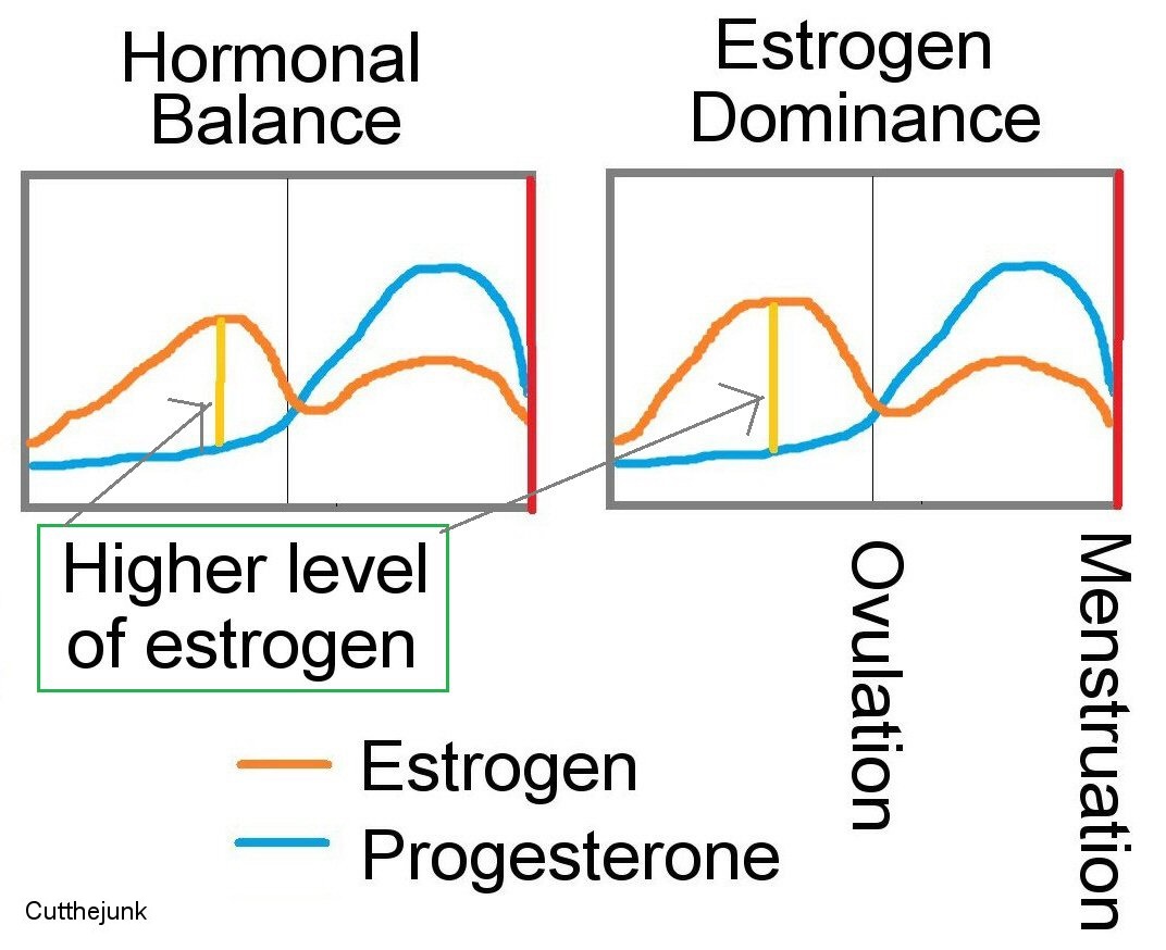 Cut The Junk Estrogen Dominance Cure How Candida Causes Female