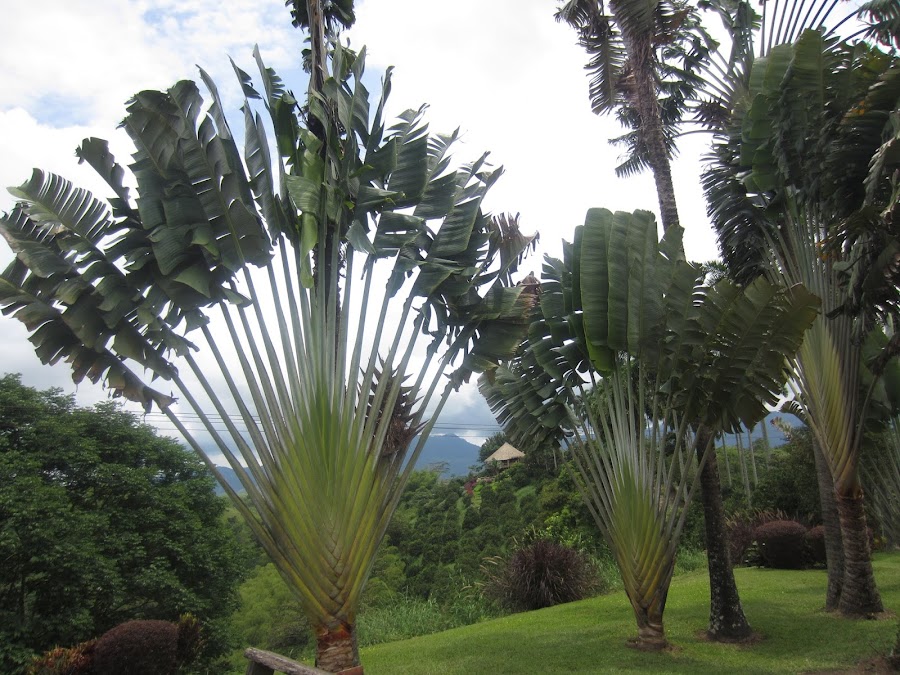 Ravenala madagascariensis, palma del viajero o árbol del viajero | Plantas