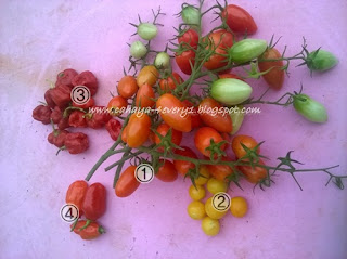 panen tomat tropical ruby dan tomato patio yellow