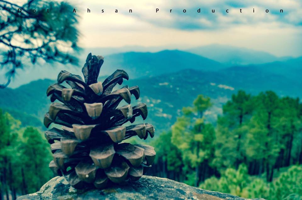 KOTLI SATTIAN PINE NUTS PRODUCTION IN PAKISTAN