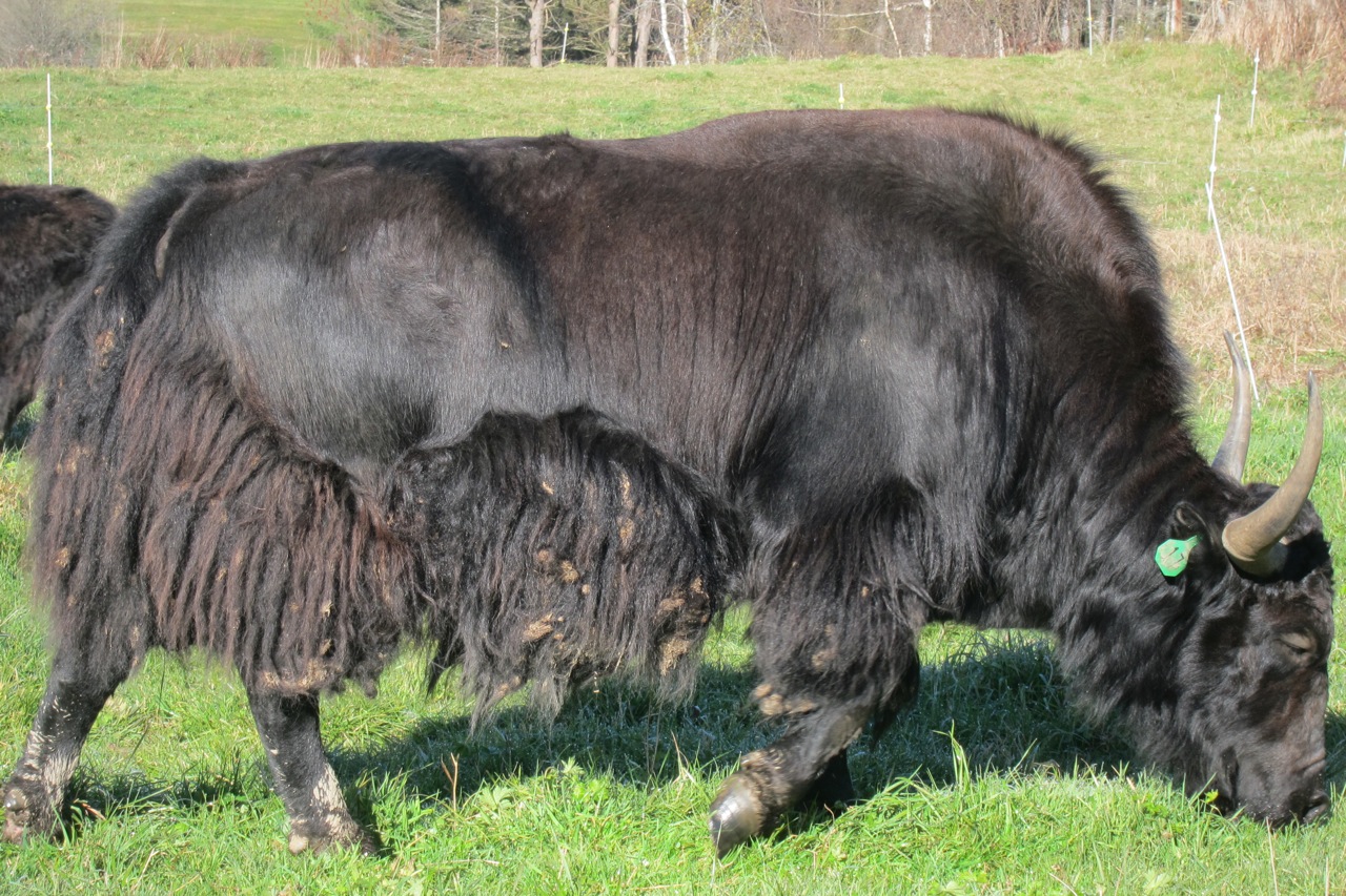 Vermont YakThe GREENEST Red Meat. YAKS FOR SALE! 5,000 for