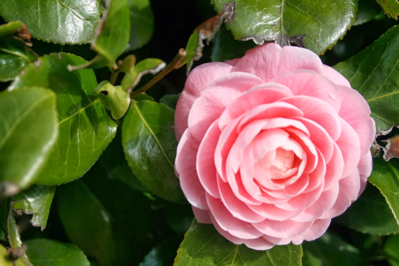 Delights of the Heart The Queen of Heart's Garden