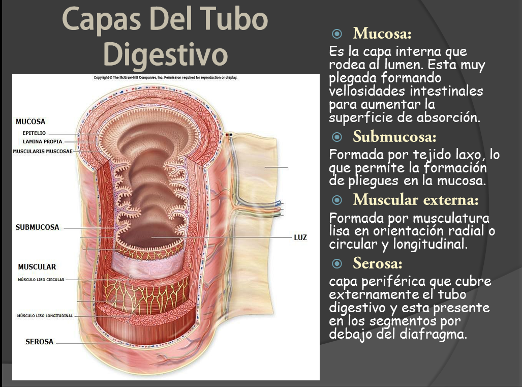 Como Esta Formada La Pared Del Tubo Digestivo fernandaurias.blogspot.com