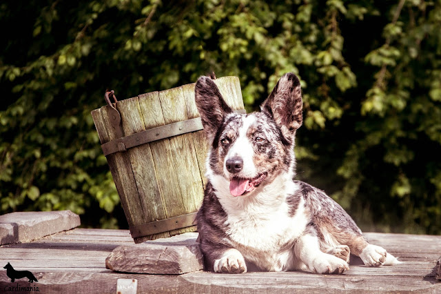 welsh corgi, welsh corgi cardigan, corgi, podróże, podróże z psem, z psem w podróży, wakacje z psem, życie z psem, z psem przez świat