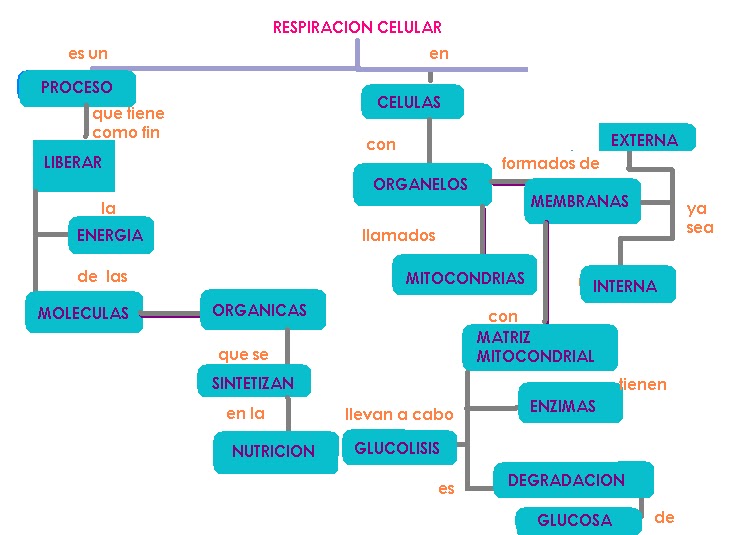 Biología - Raquel: Mapa Conceptual 4: Respiración Celular