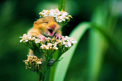 Wow, qué lindas flores... Y de pilón, ¡un ratón!