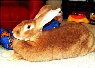 gambar kelinci flemish giant kelinci flemish giant