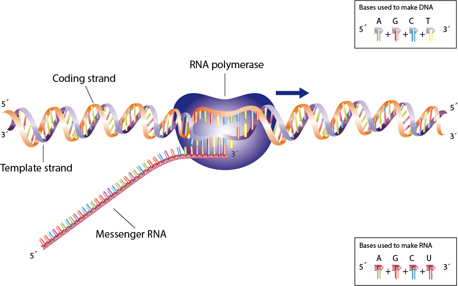 Митохондрия рнк. ДНК полимераза рисунок. РНК полимераза функции. РНК полимераза строение. Транскрибируемая ДНК.