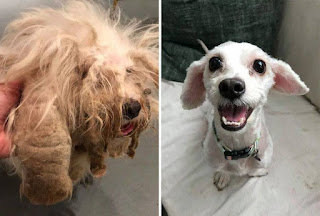 Antes y después perros adoptados de la calle