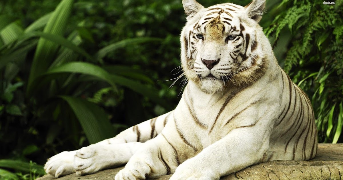 Balram a revolutionary in adigas the white tiger