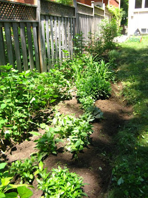 Toronto garden cleanup after by paul jung ecological and organic gardening services