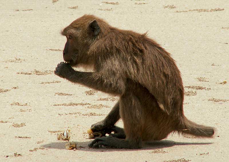 Crab-Eating Macaque | Animal Wildlife