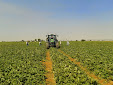 Picking up melons and water melons