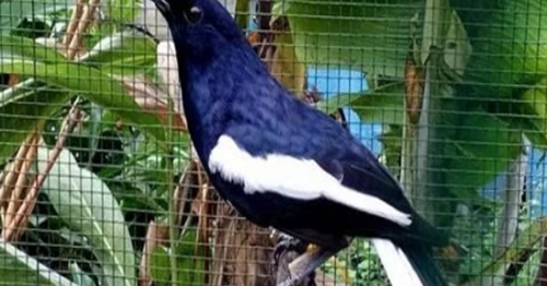 Erek Erek Burung Kacer 2d 3d 4d Menurut Buku Mimpi Erek Erek