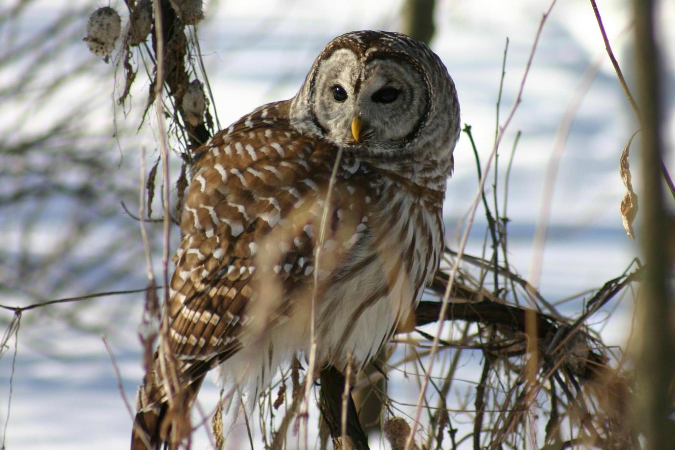 The Backyard Wildbird and Nature Store Nanaimo bird report, June 05, 2016