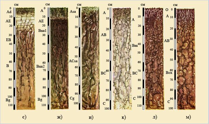 почвенный профиль чернозема а0 а а1. почвенные профили почв россии. строение почвы подвесные горезонты. чернозем схема почвы. типы почвенный профиль.