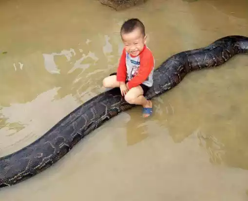Unbelievable: 3-year-old Boy Caught Riding a Massive 20-ft Python in