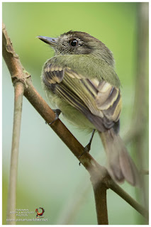 Sepia-capped Flycatcher (Leptopogon amaurocephalus)