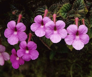Jardineria, Catalogo de Plantas: Achimenes Longiflora