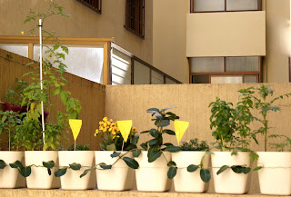 Decoración inexperta: ¿Disfrutas de tu patio interior?