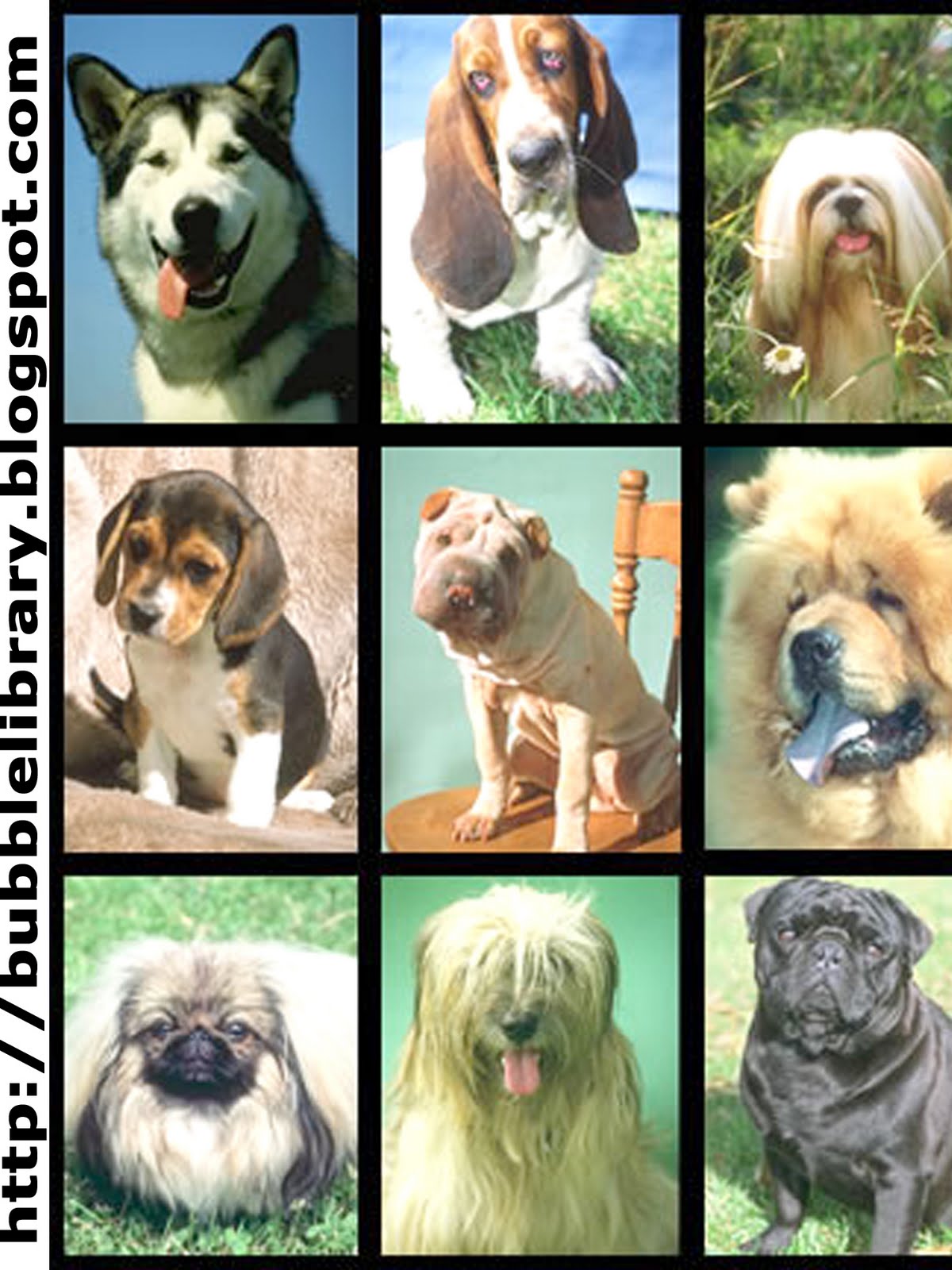 B u B b L e L i B R A R Y Why do dogs have a better sense of smell