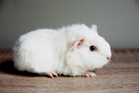 Kia Kee Piggyboo Świnka morska rasy rex w umaszczeniu white d.e.