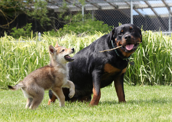 White Wolf Rottweiler surrogate father to a