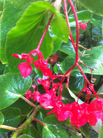 angel wing begonias