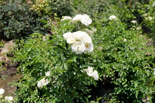 bahong rose garden