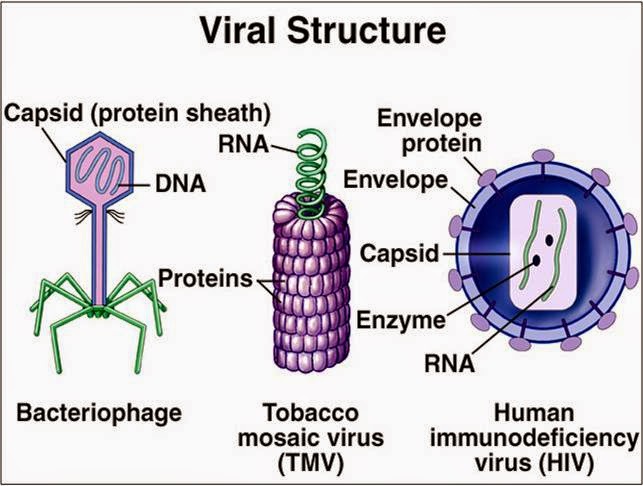 struktur virus