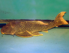 Ikan Sapu Sapu Sunshine Pleco