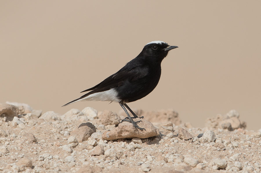 White-crowned Wheatear 