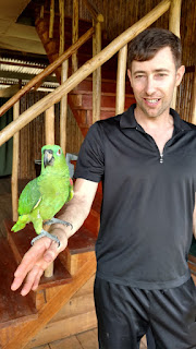 parrot - Tombopato Reserve, Peru
