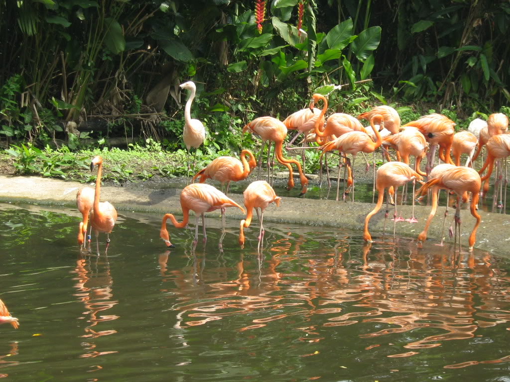 Picture of flamingos at Jurong Bird Park. Picture of flamingos at Jurong Bird Park.