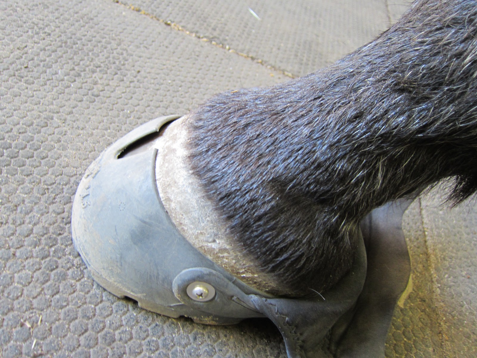 Memoirs of a Horse Girl My Barefoot Horse Boot Fit Kit