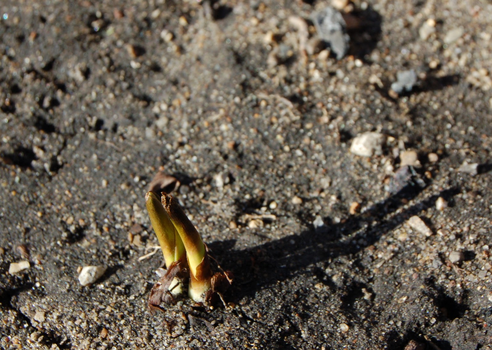 The Last Garden: Garden: February 18, 2011