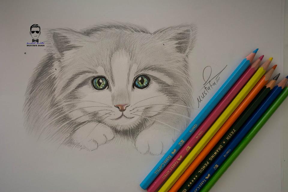 تعلم رسم قطة صغيرة بالرصاص للمبتدئين How To Draw Cat تعلم الرسم