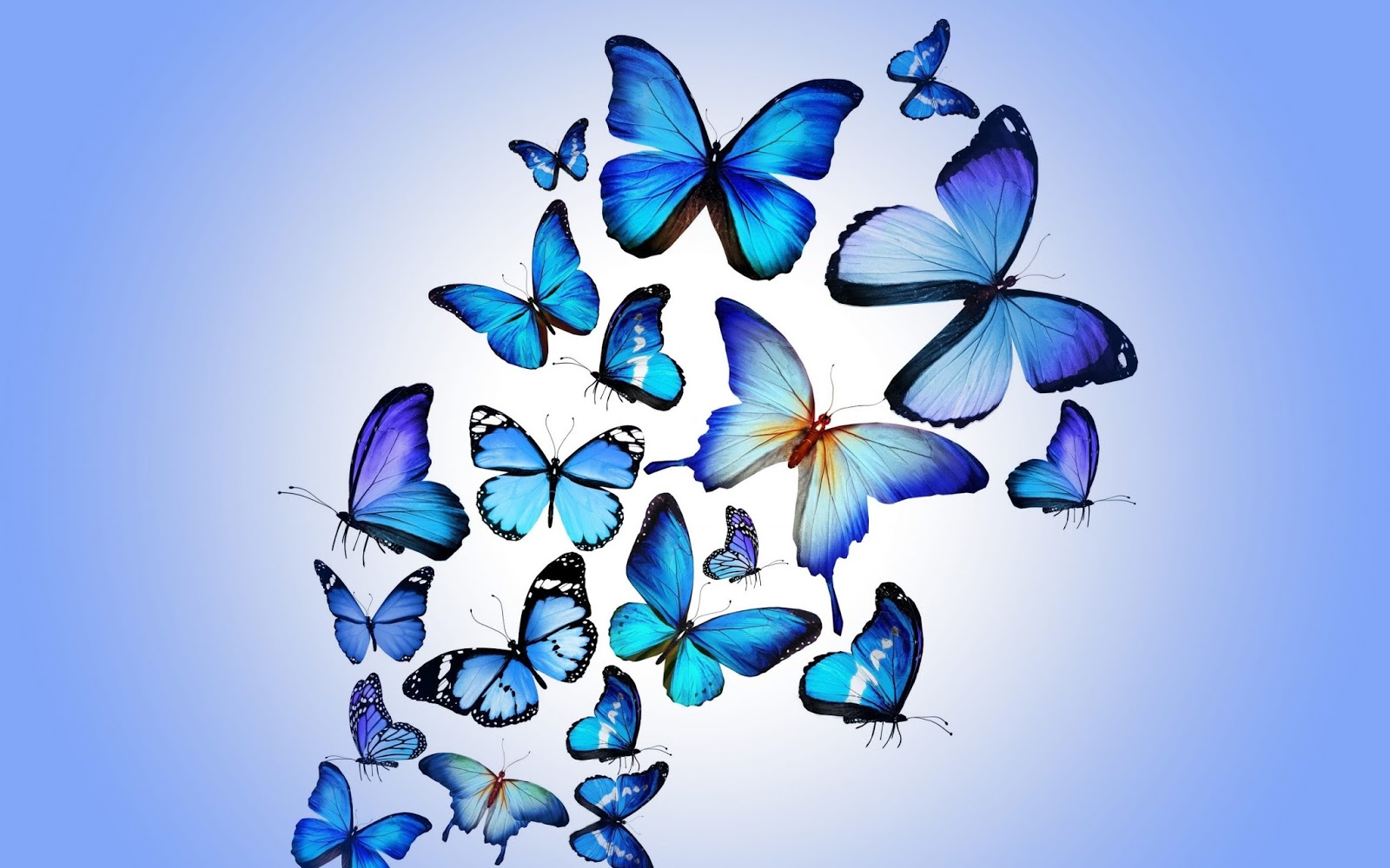Wallpapers de Mariposas 5 IMÁGENES PARA WHATSAPP ® y Fotos para perfiles Wallpapers de Mariposas 5 IMÁGENES PARA WHATSAPP ® y Fotos para perfiles