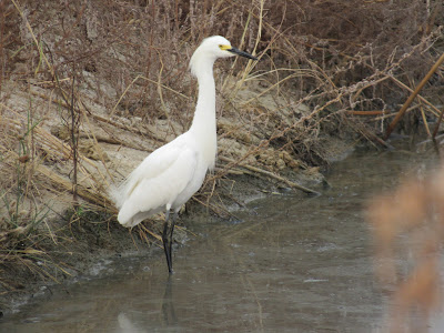 Sacramento National Wildlife Refuge